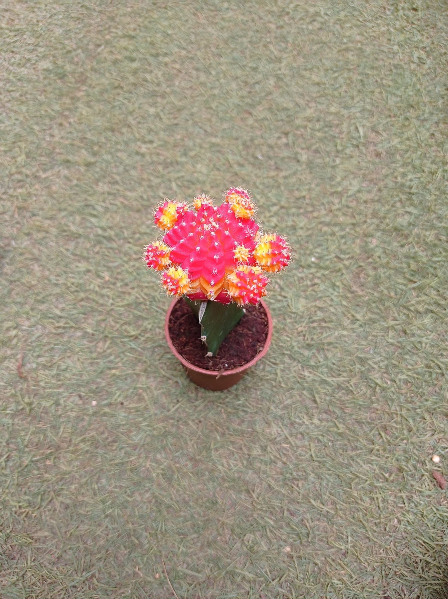 CGASPL Gymnocalycium Mihanovichii Var.friedrichii Red-Yellow Moon Cactus (Small) Plants 5 CGASPL Gymnocalycium Mihanovichii Var.friedrichii Red-Yellow Moon Cactus (Small) Plants