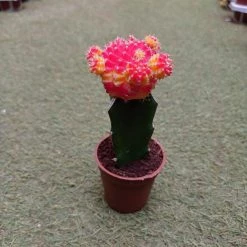 CGASPL Gymnocalycium Mihanovichii Var.friedrichii Red-Yellow Moon Cactus (Small) Plants