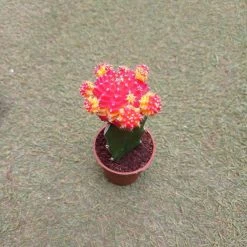 CGASPL Gymnocalycium Mihanovichii Var.friedrichii Red-Yellow Moon Cactus (Small) Plants