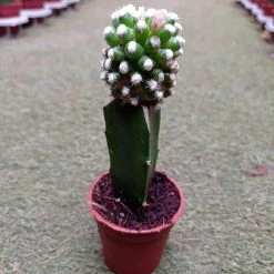 CGASPL Grafted Green-White Cactus (small) Plants