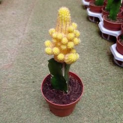 CGASPL Echinopsis Chamaecereus Lutea Yellow Grafted Cactus (Big) Plants
