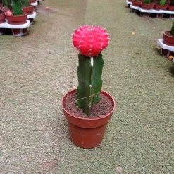 CGASPL Gymnocalycium Mihanovichii Var.friedrichii Red Moon Cactus (Big) Plants