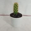 CGASPL Mammillaria Elongata Non-Grafted Cactus Plants