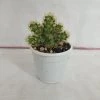 CGASPL Plants Mammillaria Elongata Non-Grafted Cactus