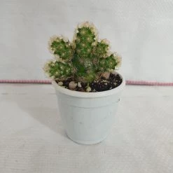 CGASPL Plants Mammillaria Elongata Non-Grafted Cactus