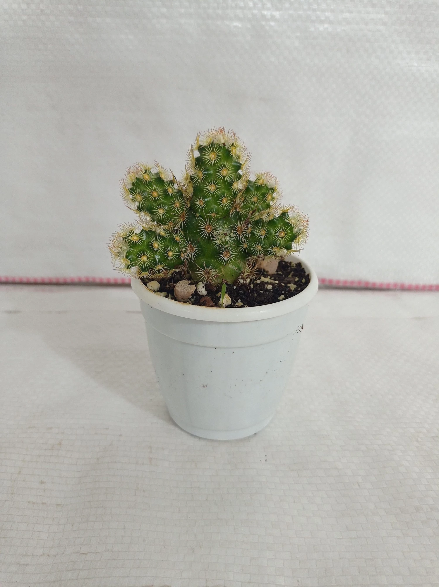 CGASPL Plants Mammillaria Elongata Non-Grafted Cactus 3 CGASPL Plants Mammillaria Elongata Non-Grafted Cactus