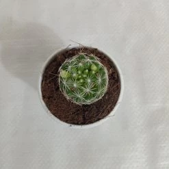 CGASPL Mammillaria Gracilis Non-Grafted Cactus
