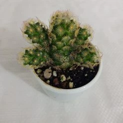 CGASPL Plants Mammillaria Elongata Non-Grafted Cactus 5 CGASPL Plants Mammillaria Elongata Non-Grafted Cactus