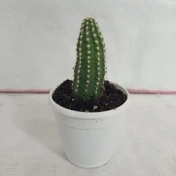 CGASPL Plants Non-Grafted Cactus