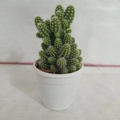 CGASPL Plants Echinopsis Non-Grafted Cactus