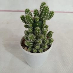 CGASPL Plants Echinopsis Non-Grafted Cactus