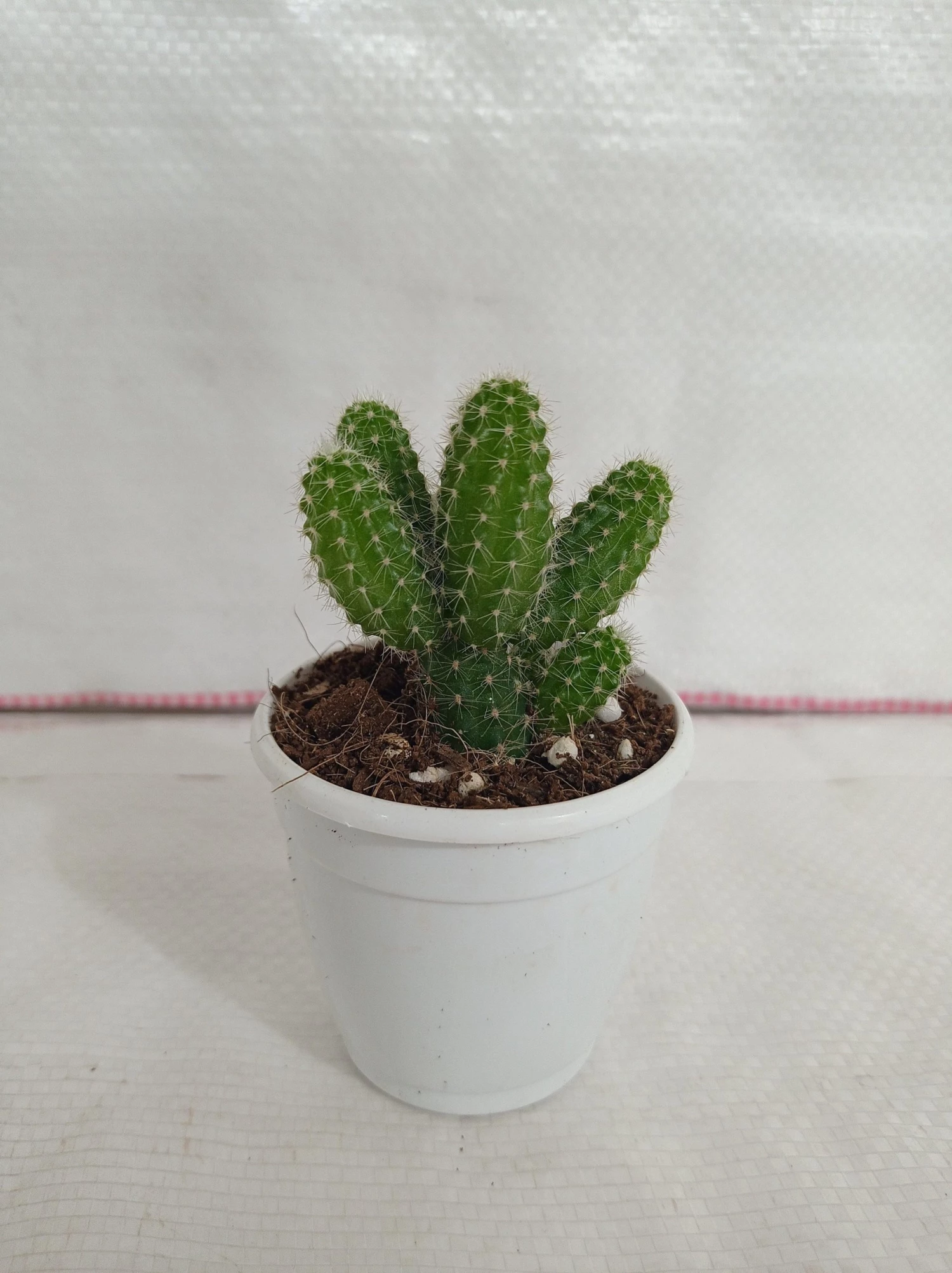 CGASPL Echinopsis Spachiana Non-Grafted Cactus 3 CGASPL Echinopsis Spachiana Non-Grafted Cactus