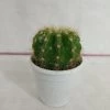 CGASPL Plants Echinopsis Calochlora Non-Grafted Cactus