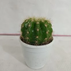 CGASPL Plants Echinopsis Calochlora Non-Grafted Cactus