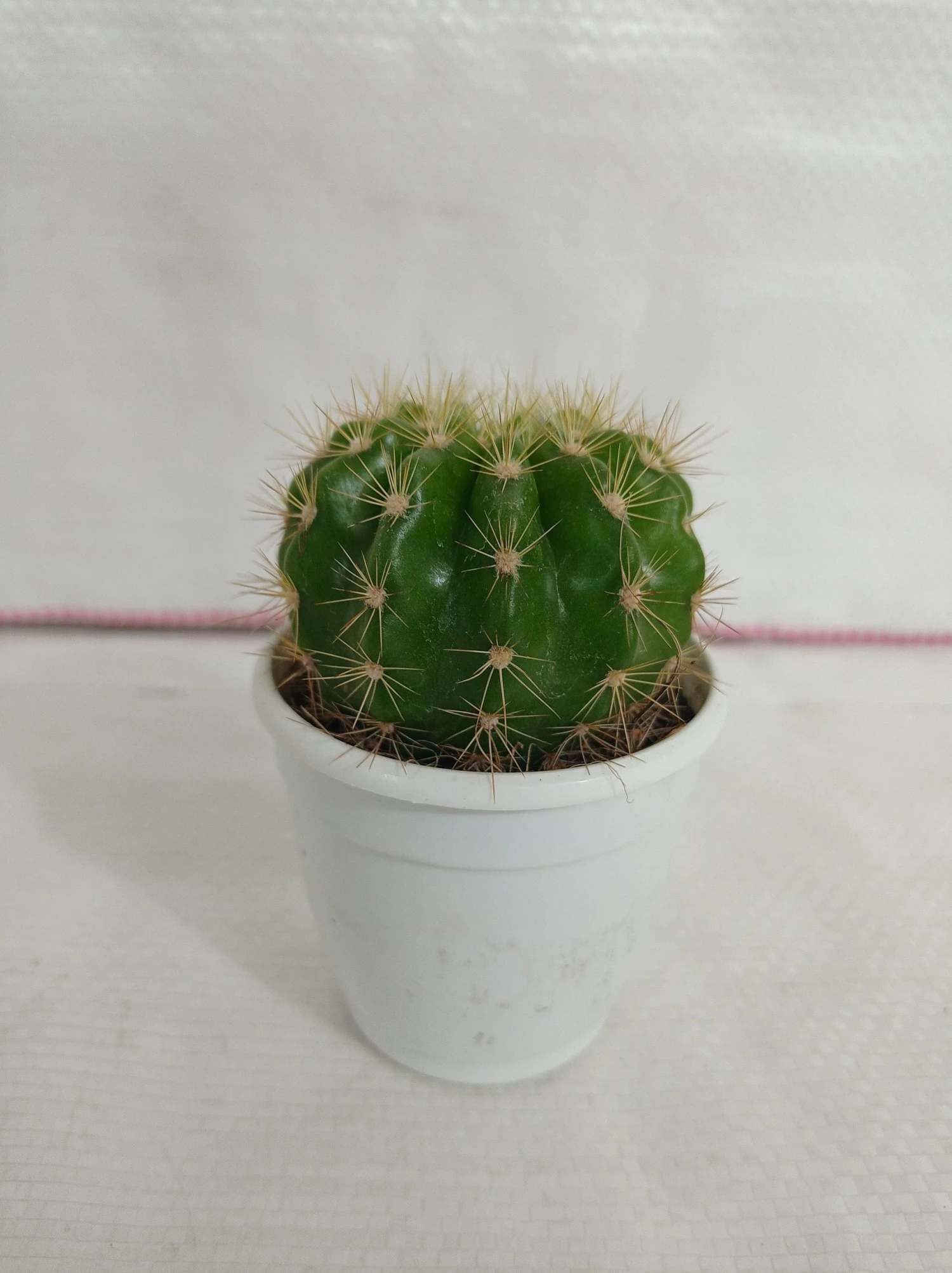 CGASPL Plants Echinopsis Calochlora Non-Grafted Cactus 3 CGASPL Plants Echinopsis Calochlora Non-Grafted Cactus