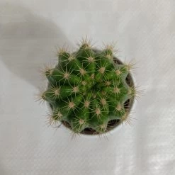 CGASPL Plants Echinopsis Calochlora Non-Grafted Cactus