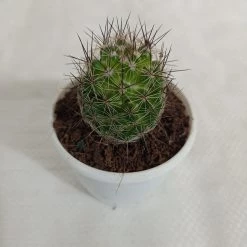 CGASPL Mammillaria Sheldonii Non-Grafted Cactus
