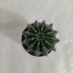 CGASPL Echinopsis Oxygona Non-Grafted Cactus Plants