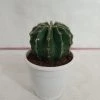 CGASPL Echinopsis Oxygona Non-Grafted Cactus Plants