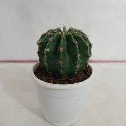 CGASPL Echinopsis Oxygona Non-Grafted Cactus Plants