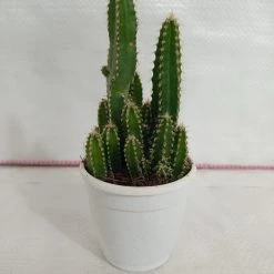 CGASPL Fairy Castle Cactus Non-Grafted Cactus