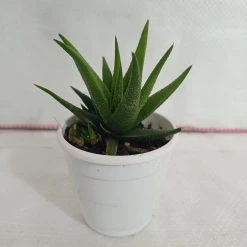 CGASPL Plants Aloe Black Beauty (Gastrolea Midnight) Succulent Plant