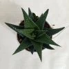 CGASPL Haworthia Limifolia Fairy Washboard Succulent Plant