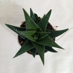 CGASPL Haworthia Limifolia Fairy Washboard Succulent Plant