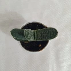 CGASPL Gasteria Obliqua Succulent Plant Plants