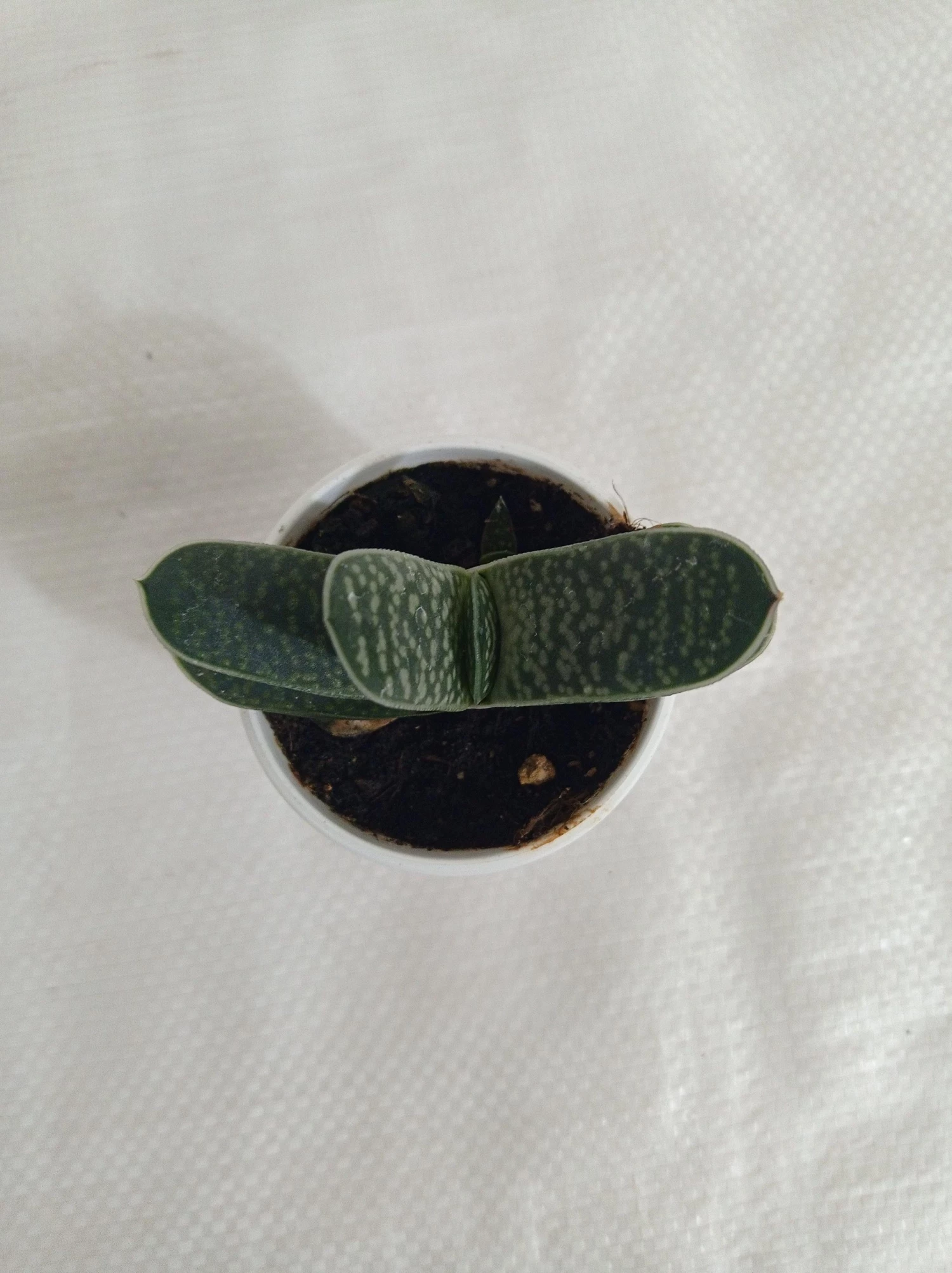 CGASPL Gasteria Obliqua Succulent Plant Plants 4 CGASPL Gasteria Obliqua Succulent Plant Plants