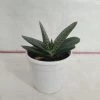 CGASPL Gasteria Obliqua Succulent Plant Plants