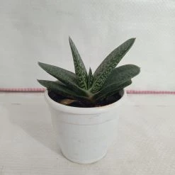 CGASPL Gasteria Obliqua Succulent Plant Plants