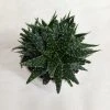 CGASPL Aloe Vera Pepe (Aloe 'Minnie Belle") Succulent Plant Plants