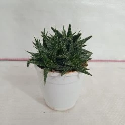 CGASPL Aloe Vera Pepe (Aloe 'Minnie Belle") Succulent Plant Plants 7 CGASPL Aloe Vera Pepe (Aloe 'Minnie Belle