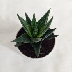 CGASPL Haworthia Limifolia Succulent Plant Plants