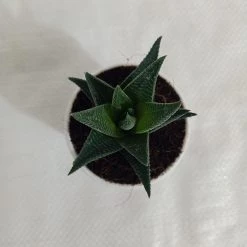 CGASPL Haworthia Limifolia Succulent Plant Plants