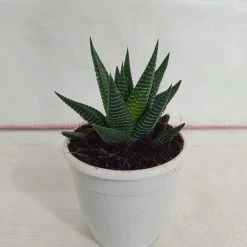 CGASPL Haworthia Limifolia Succulent Plant Plants