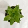 CGASPL Haworthia Cymbiformis Succulent Plant