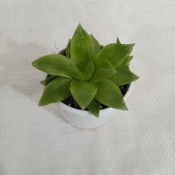 CGASPL Haworthia Cymbiformis Succulent Plant