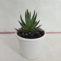 CGASPL Haworthia Attenuata Zebra Succulent Plant Plants