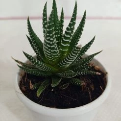 CGASPL Haworthia Attenuata Zebra Succulent Plant Plants