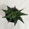 CGASPL Plants Haworthia Limifolia Succulent Plant
