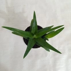 CGASPL Aloe Black Gem (Alworthia 'Black Gem') Succulent Plant