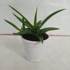 CGASPL Aloe Black Gem (Alworthia 'Black Gem') Succulent Plant