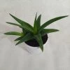 CGASPL Aloe Black Gem (Alworthia 'Black Gem') Succulent Plant