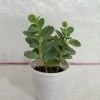 CGASPL Kalanchoe Marnieriana Succulent Plant