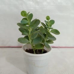 CGASPL Kalanchoe Marnieriana Succulent Plant