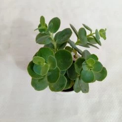 CGASPL Kalanchoe Marnieriana Succulent Plant