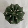 CGASPL Plants Echinopsis Subdenudata Non-Grafted Cactus