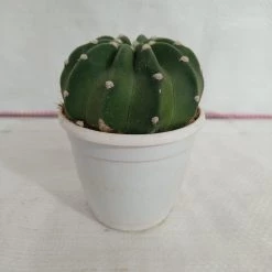 CGASPL Plants Echinopsis Subdenudata Non-Grafted Cactus
